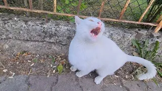 The White Cat is very Angry today is attacking everyone again.