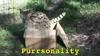 Большие кошки любят коробки? BIG CATS like boxes too!