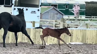 Sylvie & her 5 day old Tiger Attack colt