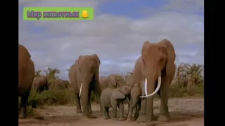 Фильм о жизни слонов Film about the life of elephants