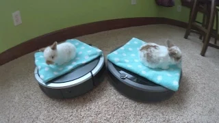 Two Baby Holland Lops Playing Together