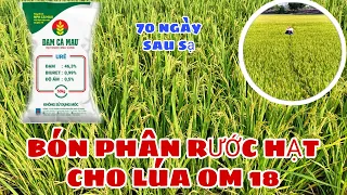 BÓN PHÂN RƯỚC HẠT cho lúa om 18 giai đoạn 70 ngày sau sạ | lê chung vlog