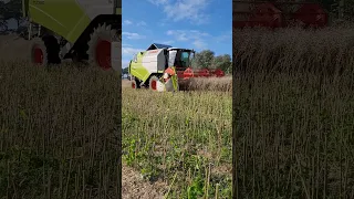 Claas Tucano 430 am Raps dreschen 2023