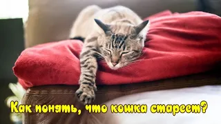 Как понять, что кошка стареет? How to understand that the cat is getting old?