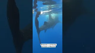 Плавание с Китовыми акулами в Мексике. Полное видео на канале @AnastaciaWay #мексика