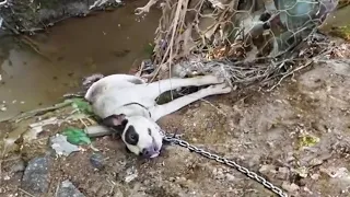 "Save me" the paralyzed dog cried loudly next to the ditch with the heavy chain