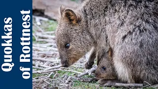 Quokkas of Rottnest