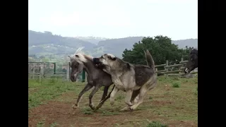 Miniature horse and dog playing