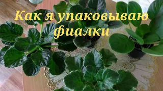 Фиалки едут к новой хозяйке. Упаковка для фиалок.