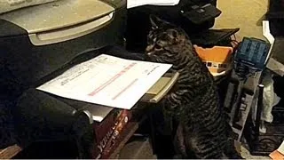 Distraction: Cat vs. printing paper