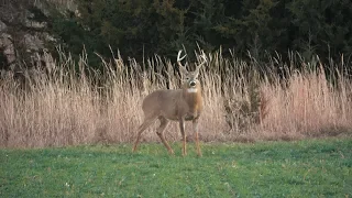 300 POUND KANSAS BUCK AT 8 YARDS. Dream Chasers Season 7 Episode 17