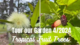 Tour of our Garden. tropical Fruit Trees.