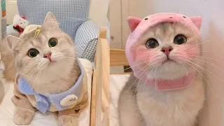 Try Not To LAUGH CATS Videos 😁 Funny Cat Memory 😹😍 #4