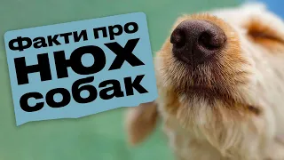 Цікаві факти про нюх собак 🐶