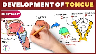 Development of Tongue - Simplified