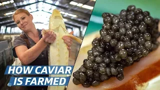 How Russian Sturgeon Caviar Is Farmed and Processed — How To Make It