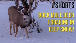 Short - Buck Mule Deer Foraging in Deep Snow After Early Wyoming Winter Storm