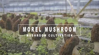 Indoor Morel Mushroom Cultivation , Exogenous Nutrient Bags