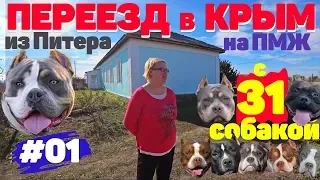 Переезд в Крым на ПМЖ с 31 собакой. Питомник собак Американский Булли. #01
