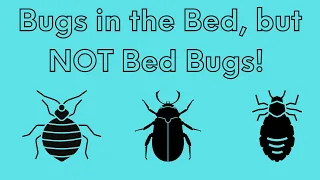 What are Some Bugs in the Bed That Are NOT Bed Bugs?