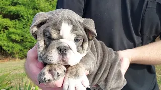 SHRINKABULL'S MENTOS MALE ENGLISH BULLDOG PUPPY FOR SALE