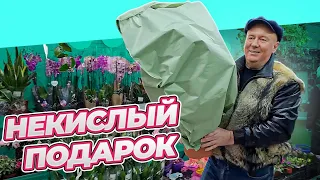 6 марта | МЕЧТАЛА МНОГО ЛЕТ | ПОДАРОК НА 8 МАРТА | ТЫКВЫ ДЛЯ ВСЕХ