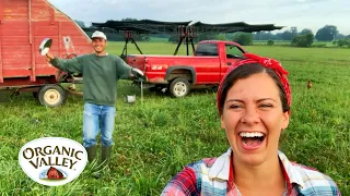 Rotational Grazing with Cows & Chickens | Julia Gasser | Organic Valley