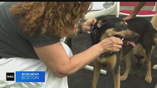 I-Team: How accurate are dog DNA tests?