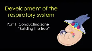 Respiratory Development Part 1: The Conducting Zone