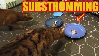 Cats vs. Surströmming - Eating Challenge!