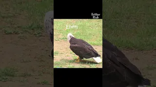 Eagle that wants to be a dog #shorts