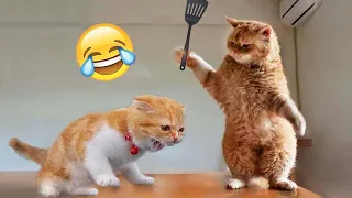 New Funny Animals 😂 Funniest Cats and Dogs Videos 😺🐶 Part 12