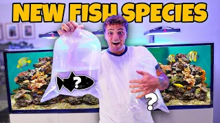 Buying RARE FISH for My SALTWATER AQUARIUM!!