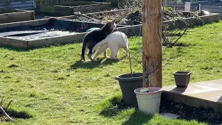 Sun is out so it’s time for nonstop playing for these German Shepherd puppies.