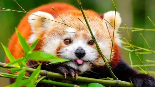 Red Panda Facts: the ORIGINAL PANDA | Animal Fact Files