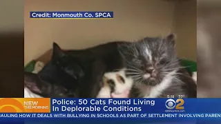 Police: 50 Cats Found Living In Deplorable Conditions