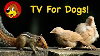 TV For Dogs 💖  Videos For Dogs To Watch : Birds & Squirrels To Calm Separation Anxiety