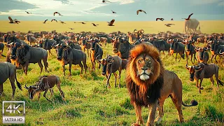 Our Planet | 4K African Wildlife - Great Migration from the Serengeti to the Maasai Mara, Kenya #29