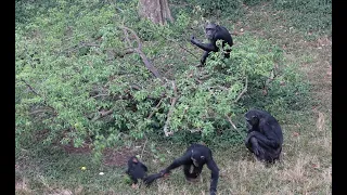 Ngamba Island Chimp Rescue Sanctuary