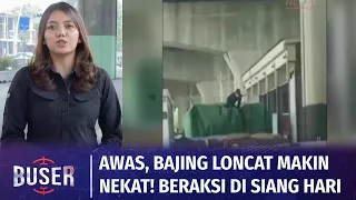 Info Kriminal: Awas, Bajing Loncat Makin Nekat! Pelaku Beraksi di Siang Hari | Buser