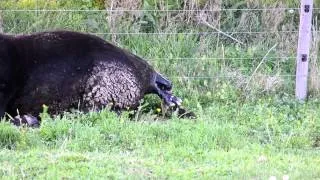 Cow giving birth