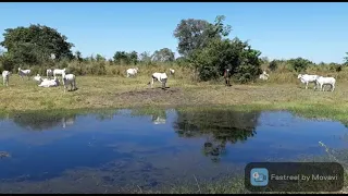 Fazenda Município de Lagoa da Confusão - 100 Alqueires