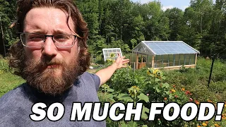 Harvesting the Fruits of Our Labor: Year Two in the Garden │ Permaculture Homestead Tour