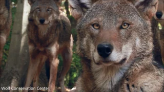 Stunning Red Wolf Family