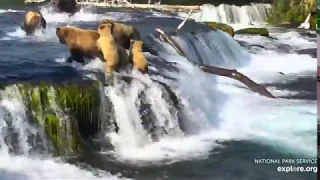 747 chases 89 Backpack across the lip, 402 and cubs scatter 7/6/2019