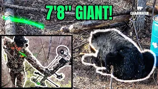 MONSTER BEAR WITH BOW! - 7 foot 8 Manitoba Black Bear