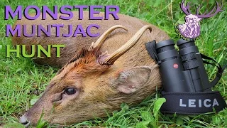 MONSTER Muntjac Buck Hunt, UK 2014 (HD)