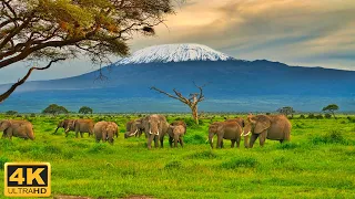 African Wildlife 4K: Zambia National Park - Scenic Film About Incredible Wild Nature