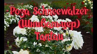 Роза Schneewalzer (Шнивальцер) Tantau