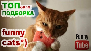 Приколы с котами ТОП КОТЫ 2017 Funny Cats Complation